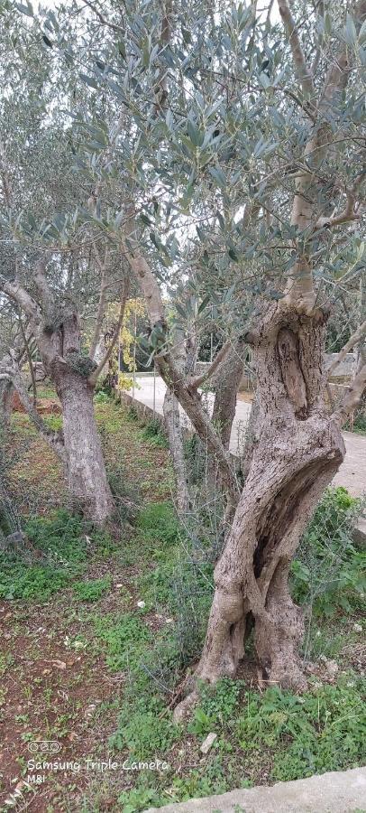 Vecchia Oliva,Kuljica Villa Kukljica Eksteriør bilde